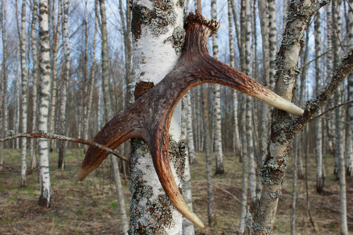 Лось сбрасывает рога. Рога лося. Рога оленя лося и марала. Рога лося лысьва. Рога лося.