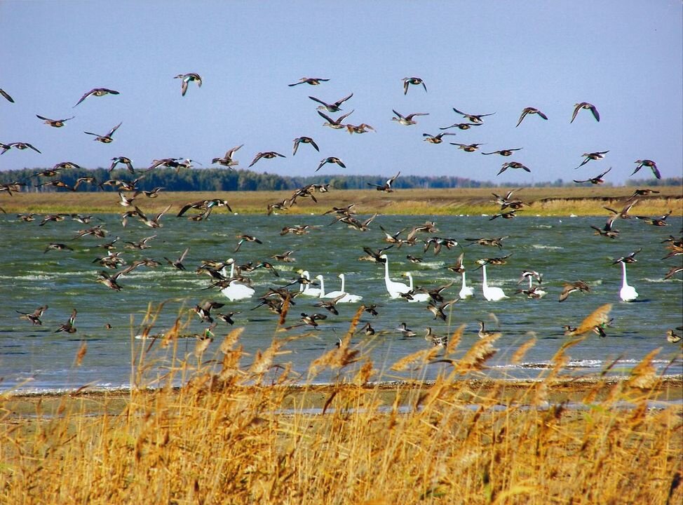  Фото Е.Скоробогатова. Из архива Кирзинского заказника