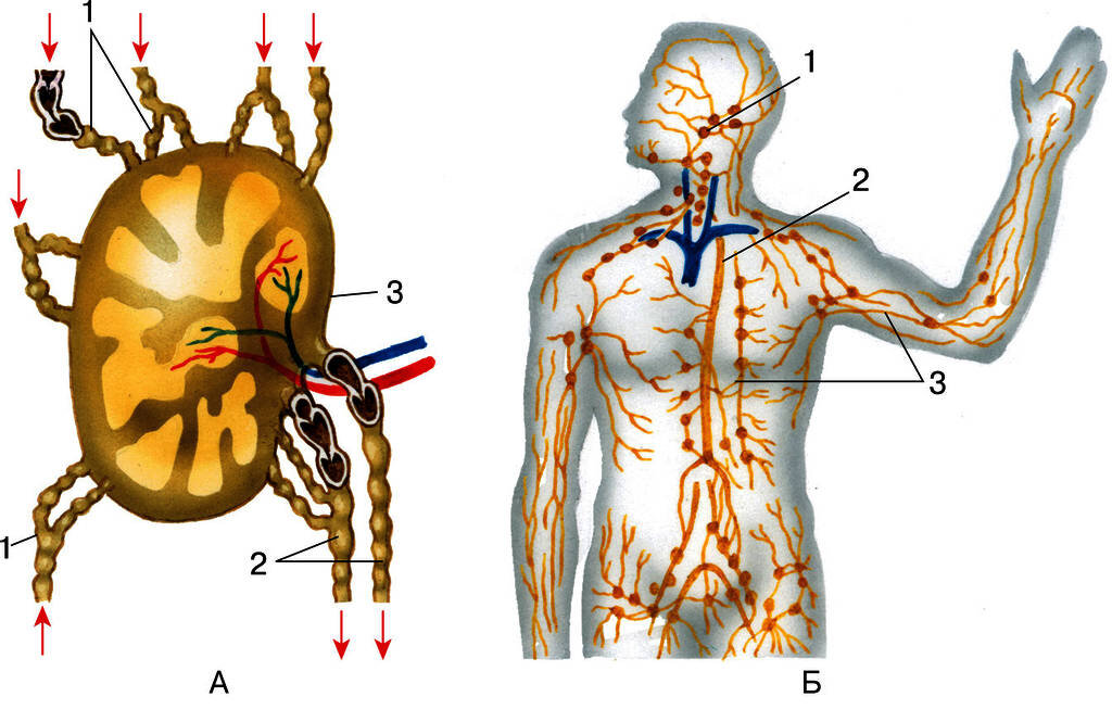 Лимфатическая система человека схема фото