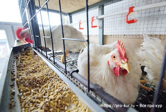 Как сделать и обустроить клетки для цыплят своими руками?