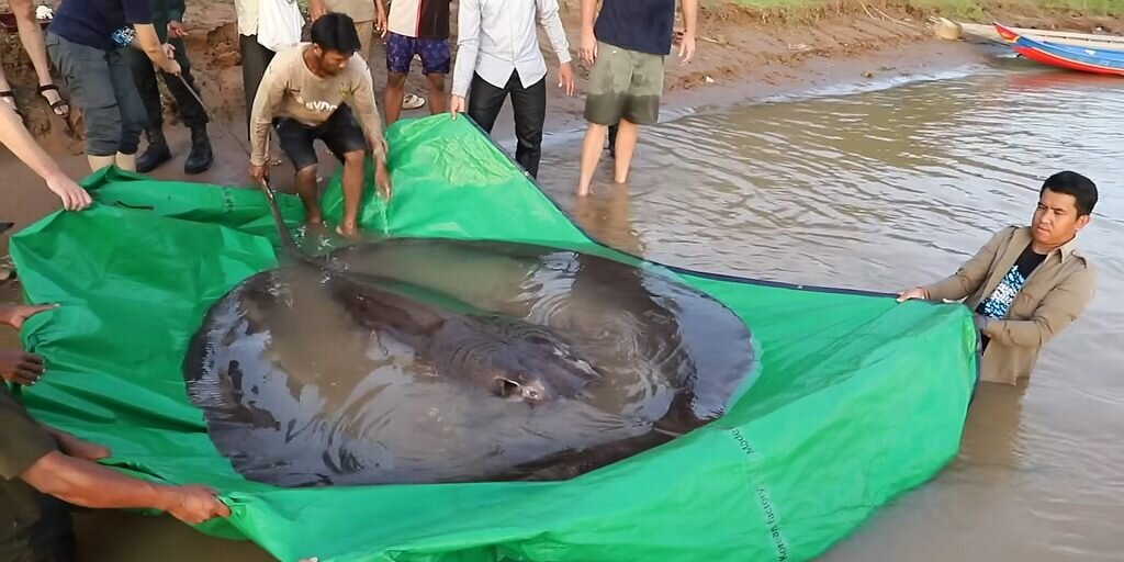 Кадр из видео Wonders of the Mekong / YouTube📷
