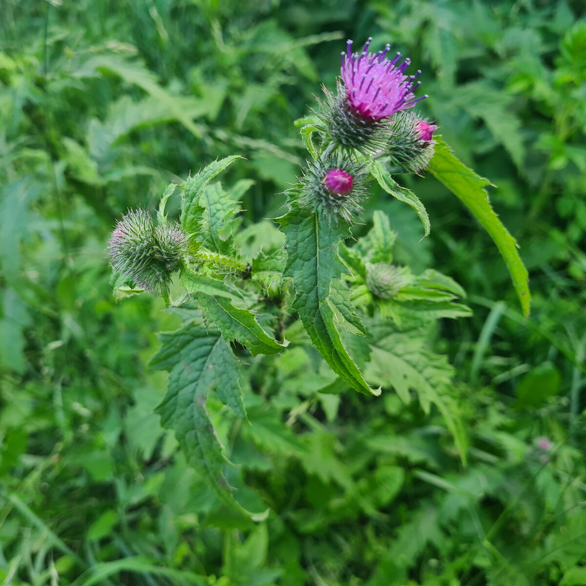 Чертополох курчавый, фото автора