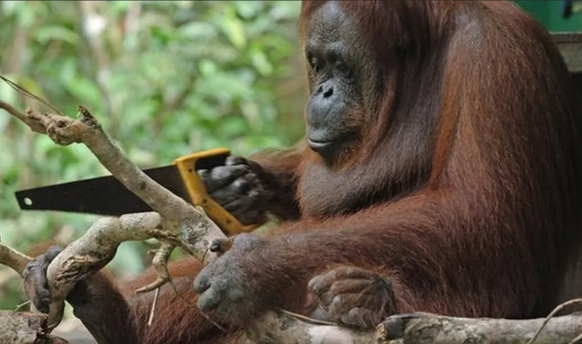 Самка орангутанга с острова Калимантан взяла в руки ножовку и стала пилить дерево. Фото: lenta.ru