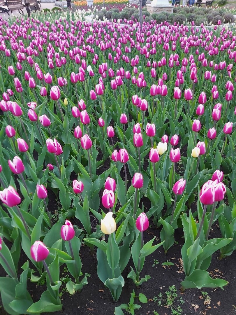 парк цветник пятигорск весной. пятигорск тюльпаны парк. сад цветник пятигорск. тюльпаны пятигорск. цветение тюльпанов в цветнике в пятигорске.