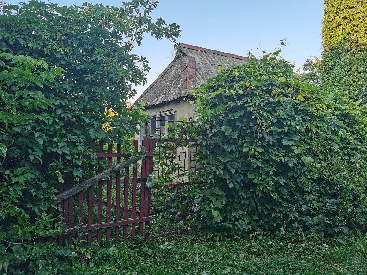 Этот год что-то не задался. Сначала из-за загруженности делами не могла сюда попасть, потом сломалась машина, после и вовсе уехала из города. И вот, наконец, выбрались в посёлок, а тут такое 👀