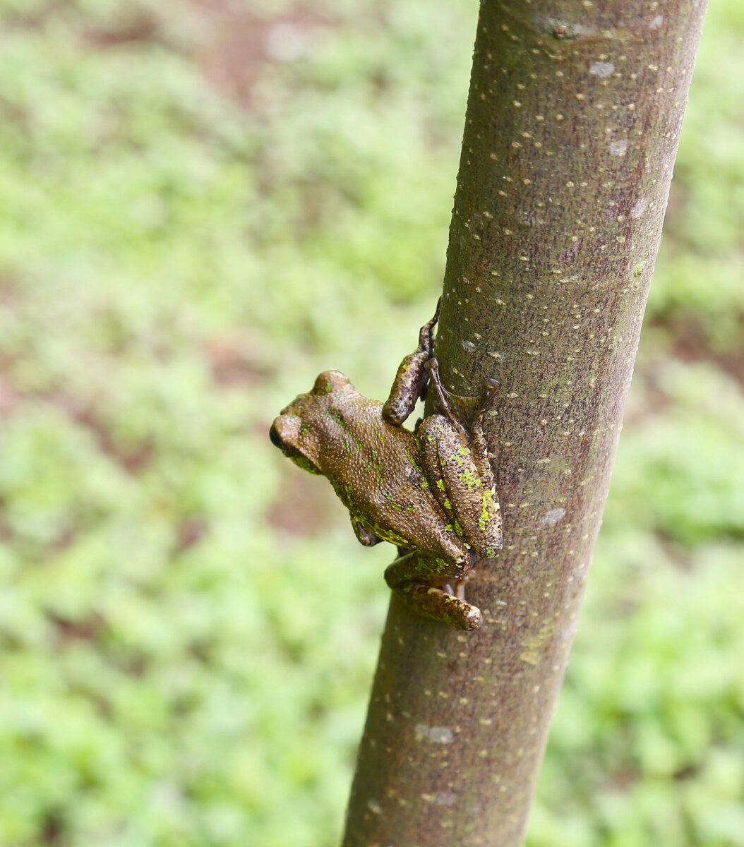   Rhacophorus omeimontis Chuan Chen
