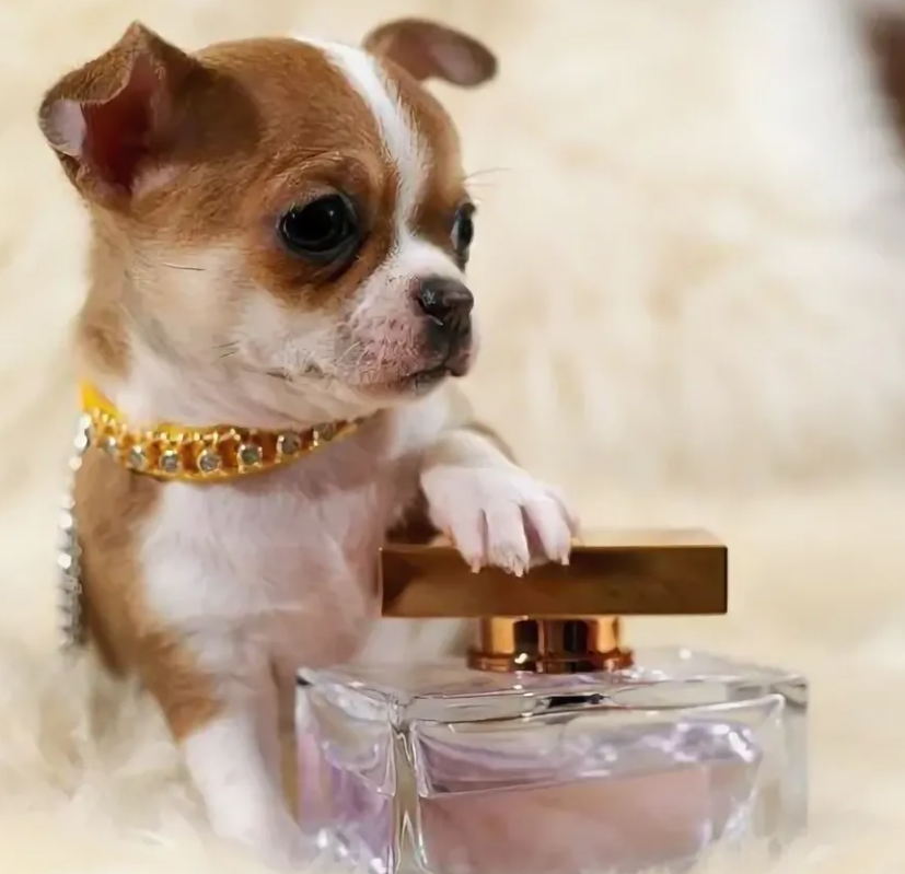 Собаки, как и другие млекопитающие, имеют характерный запах тела, который важен для внутривидовой коммуникации.-2