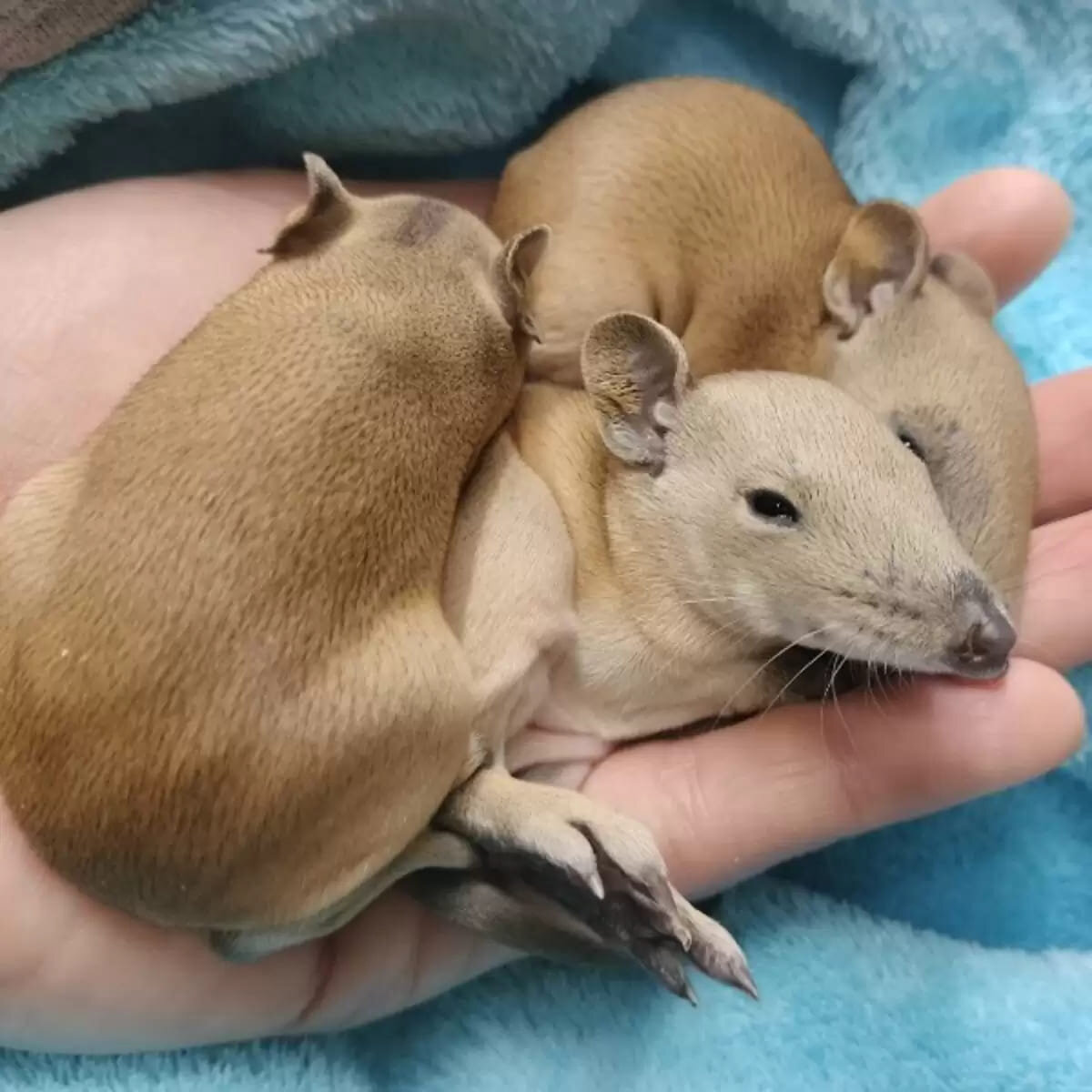  DARLING RANGE WILDLIFE SHELTER WA