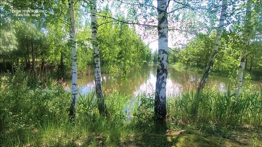 пение птиц в лесу слушать