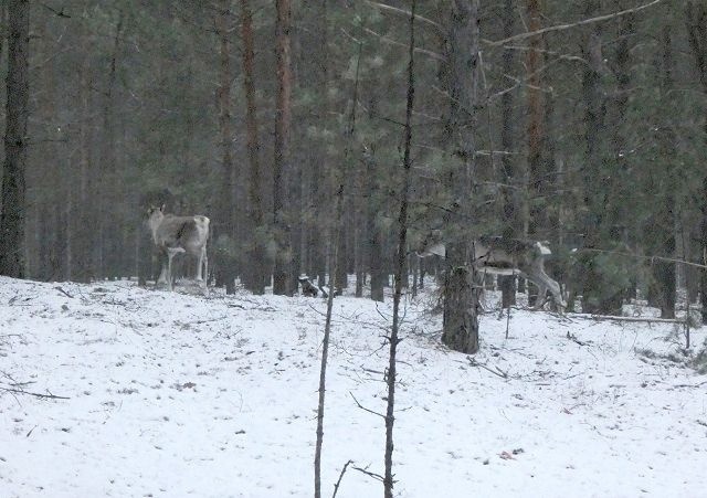    К настоящему времени в заповеднике выпущено уже 12 оленей Мария Материкова