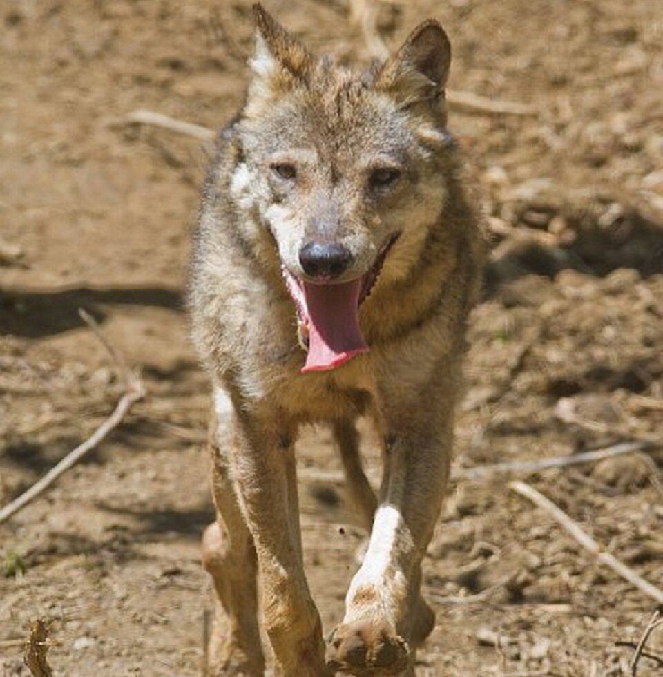 В заповеднике Наварра научился ходить и даже неспешно бегать