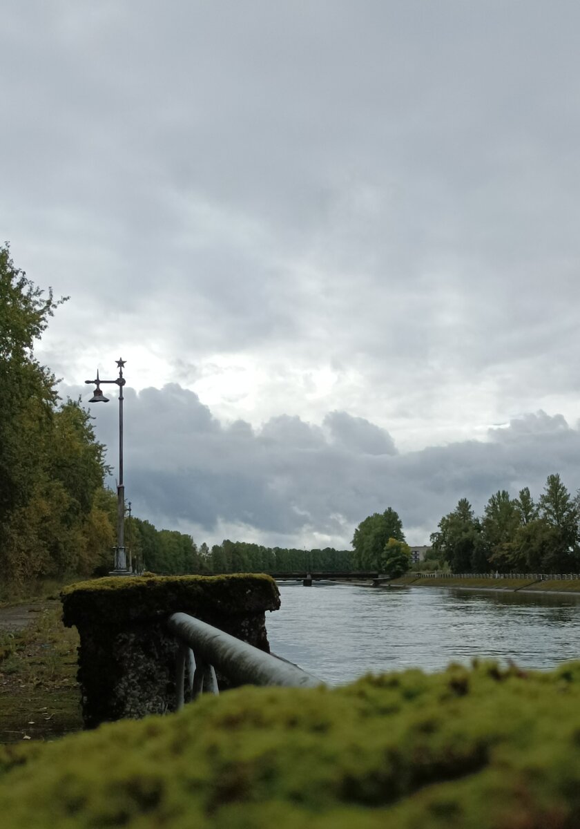 Мох в Ивангороде