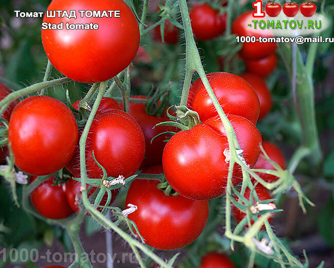 Томат Штад томате -Stad tomate  - Городской томат фото 2