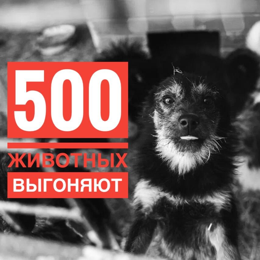 500 животных останутся погибать на улицах