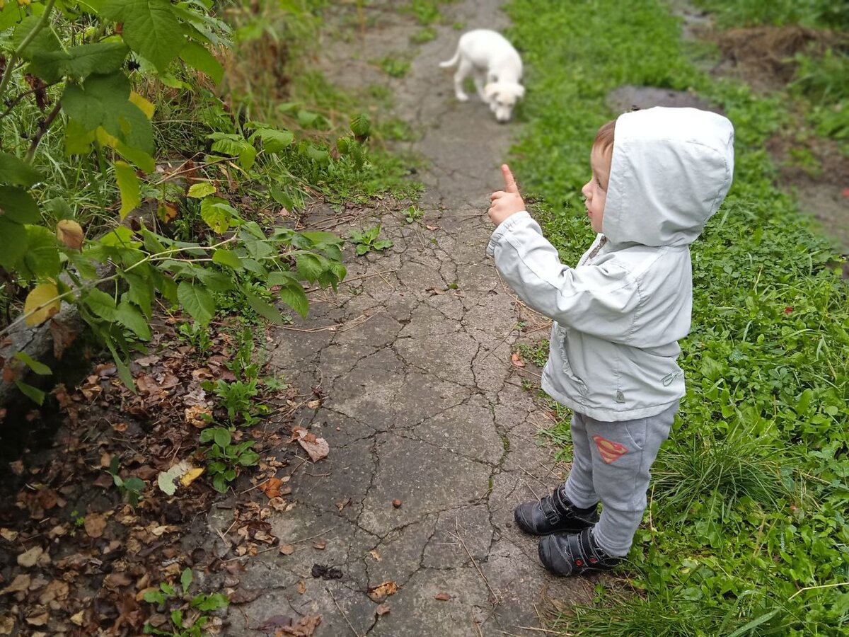 А утром Бамбатик проснулся и пошел гулять по двору. Собачка пошла с ним. Бамбатик увидел на кустике малину. 