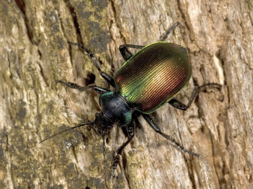 Жук красотел в красной. Жужелица красотел. Calosoma sycophanta атлас. К какому классу относится жужелица красотел. Calosoma web., 1801 sycophanta.