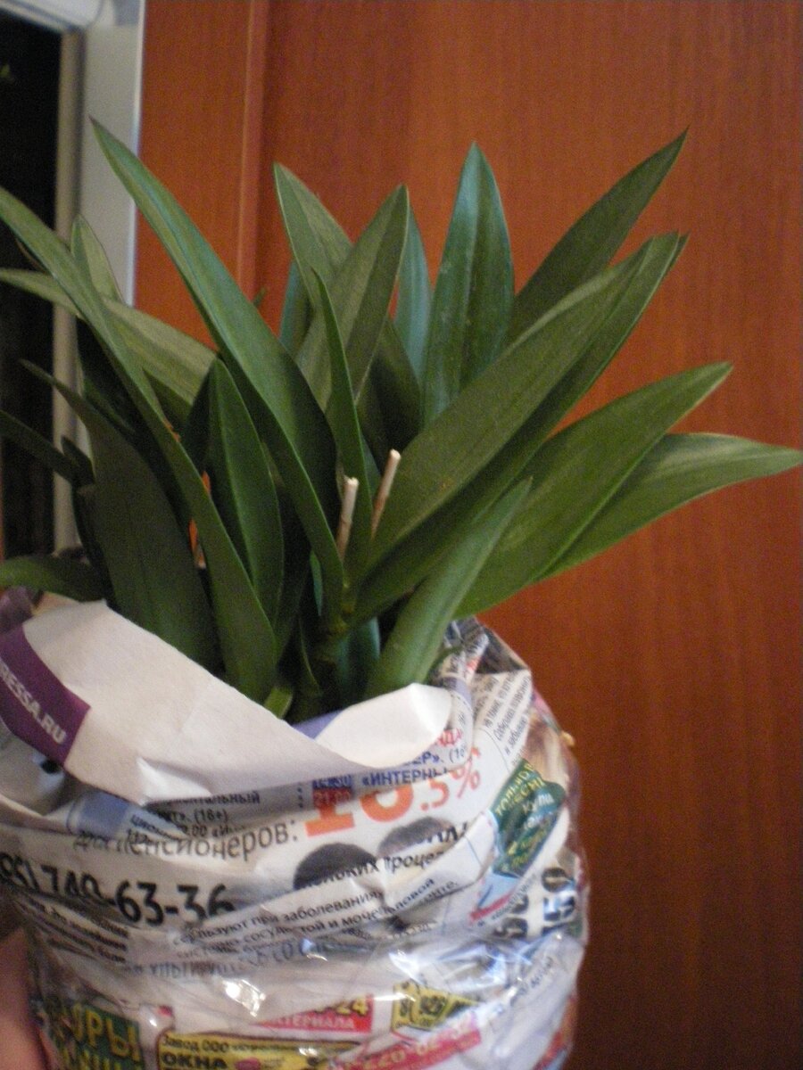 Dendrobium kingianum Berry Оda 2016 год, из посылки. Личное фото автора