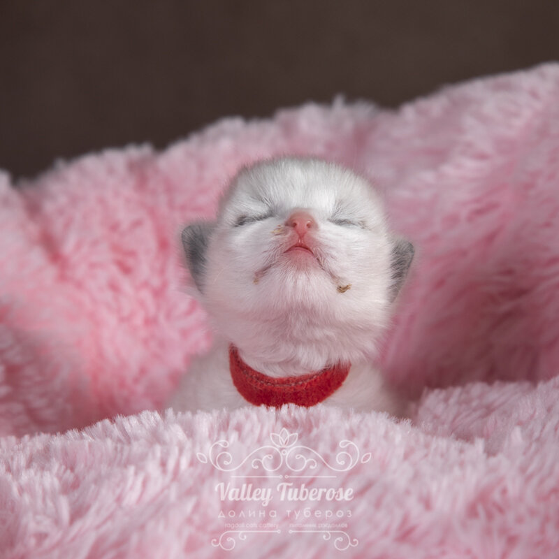 Яшме 2 недели