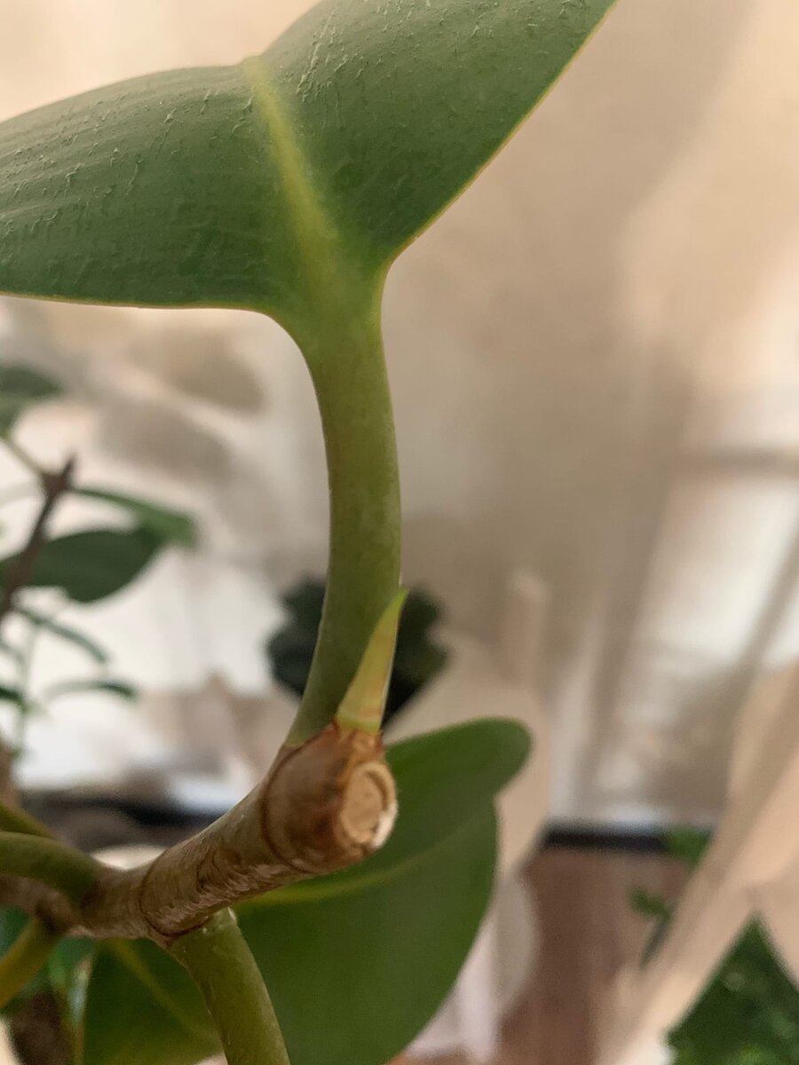 Проснувшиеся почки