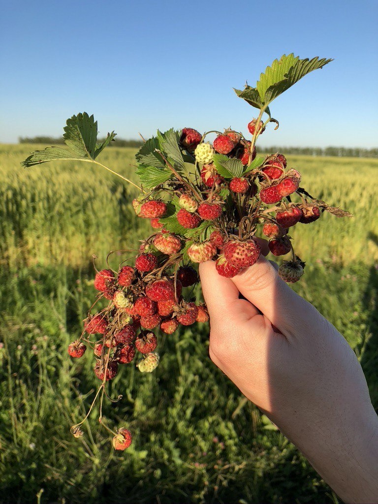 полевая клубника на Куликовом поле