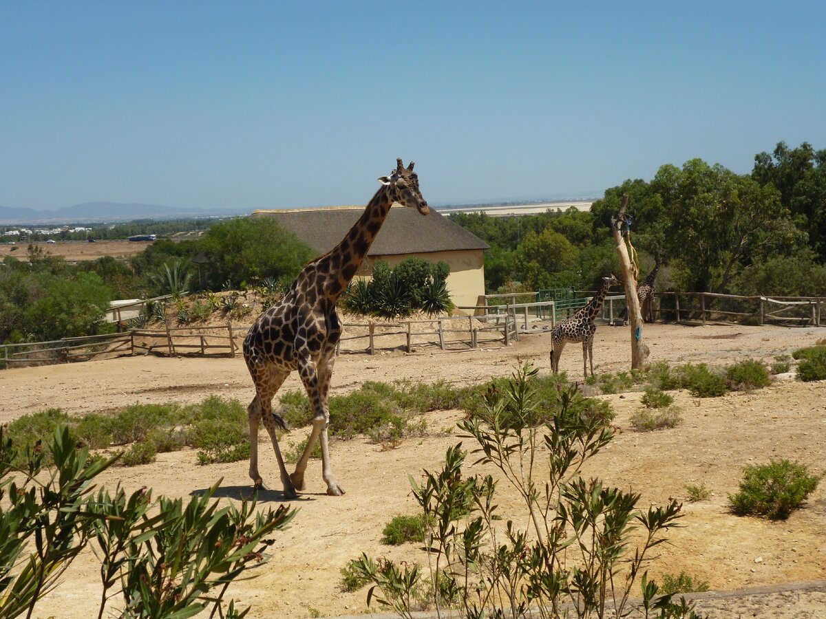 Зоопарк " Фригия" . Тунис.