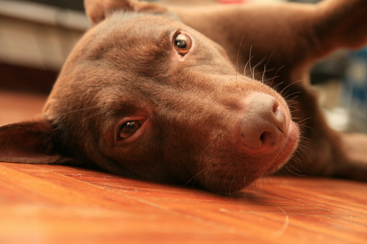 Фотобанк: flickr.com