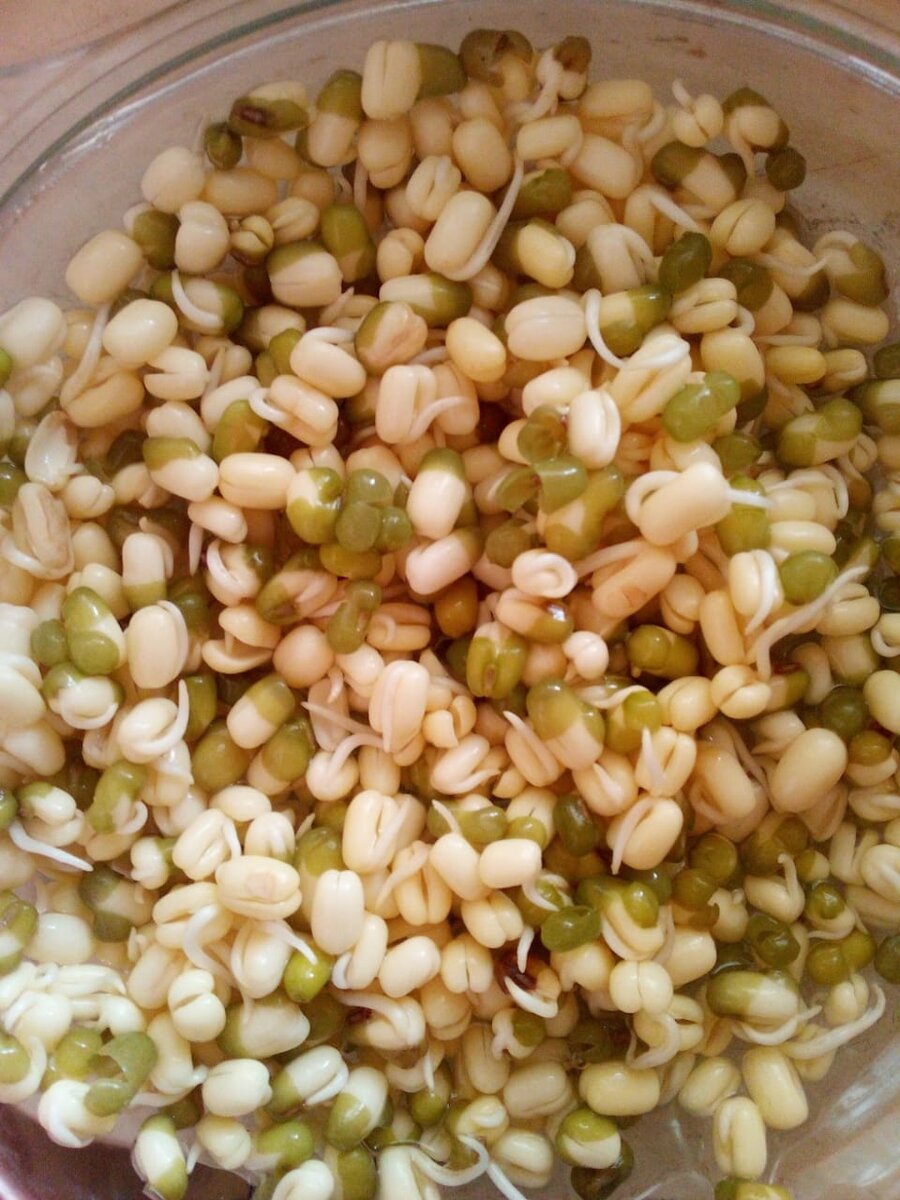 как прорастить бобы. зернобобовые культуры. горох фасоль бобы. бобовые. съедобные бобовые.