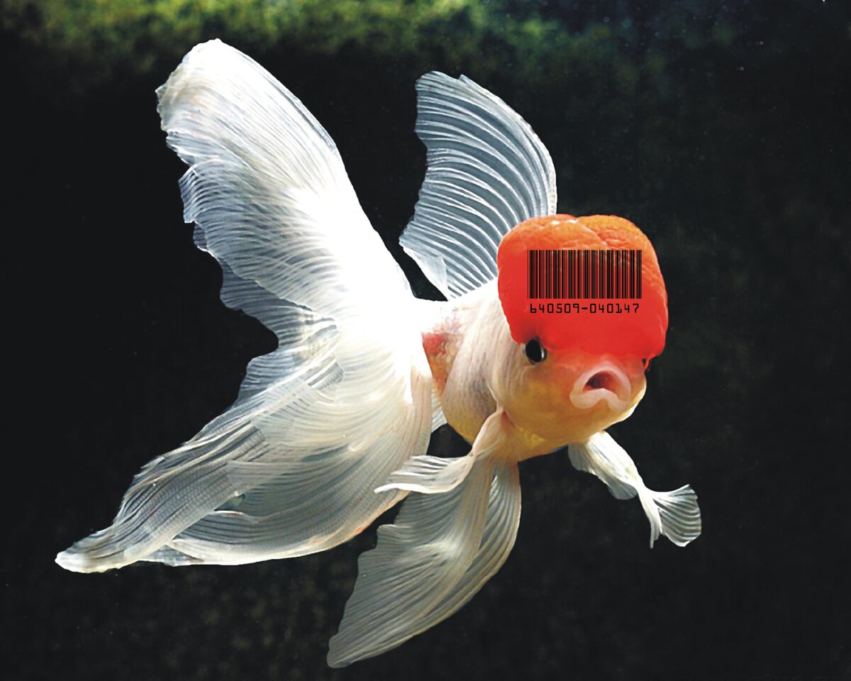 Промаркированная рыба 