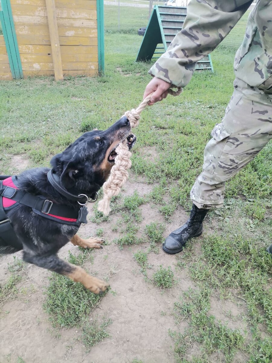 Пародонтит собак