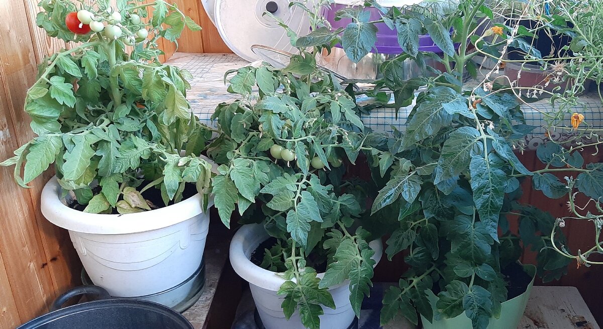 Карликовый сорт, помидоры черри, висят гроздьями