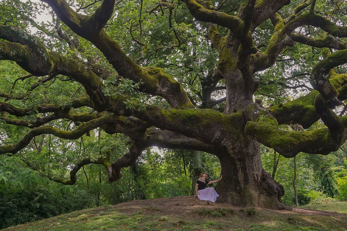  Quercia delle Streghe. Ведьмин дуб. 