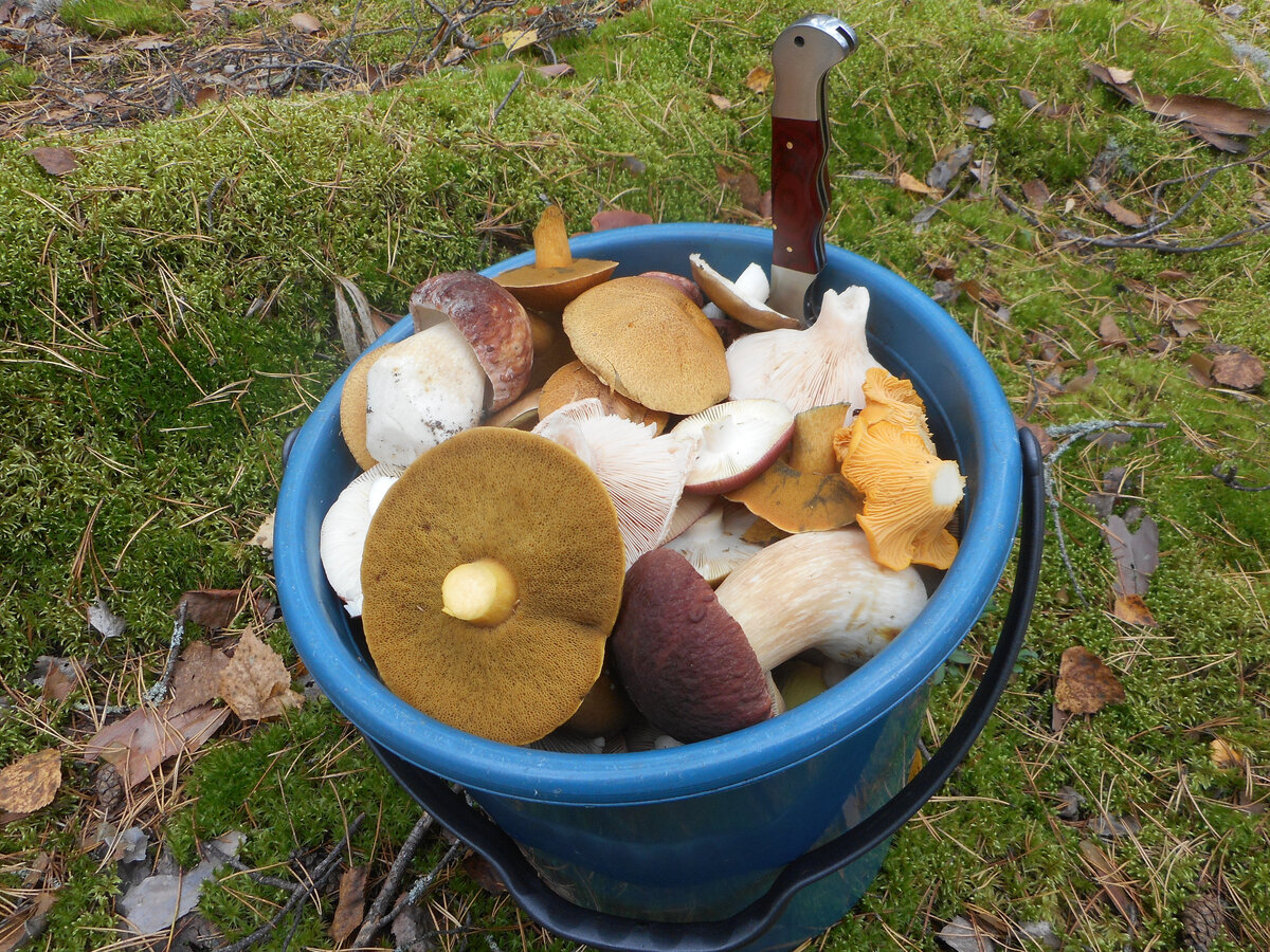 Собирать грибы