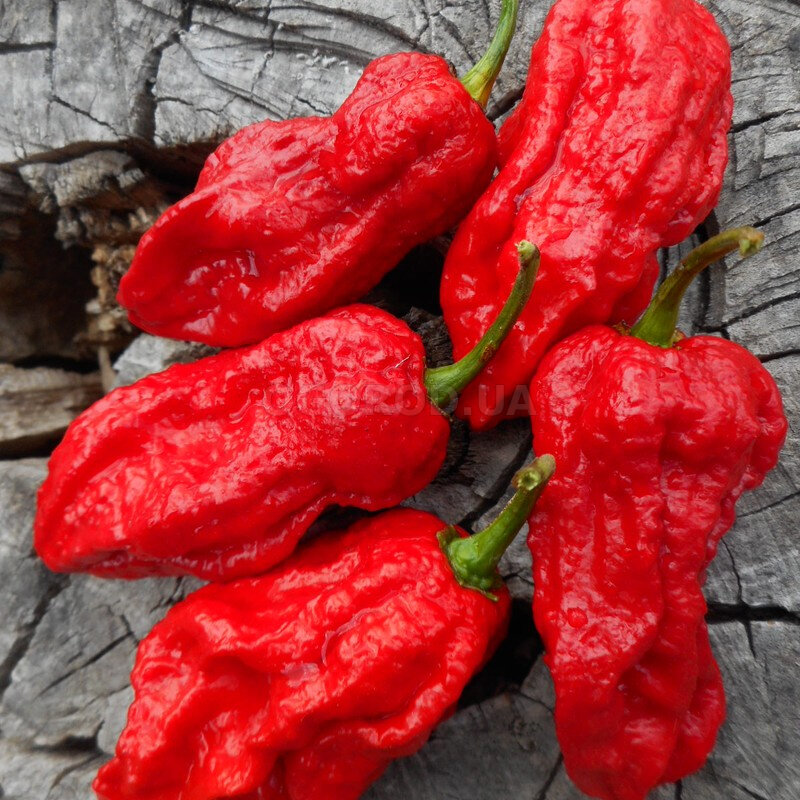 Перец "Bhut Jolokia