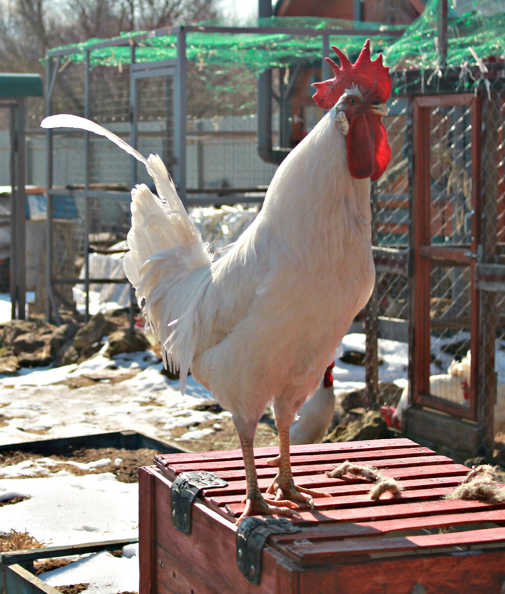 Петух породы леггорн.