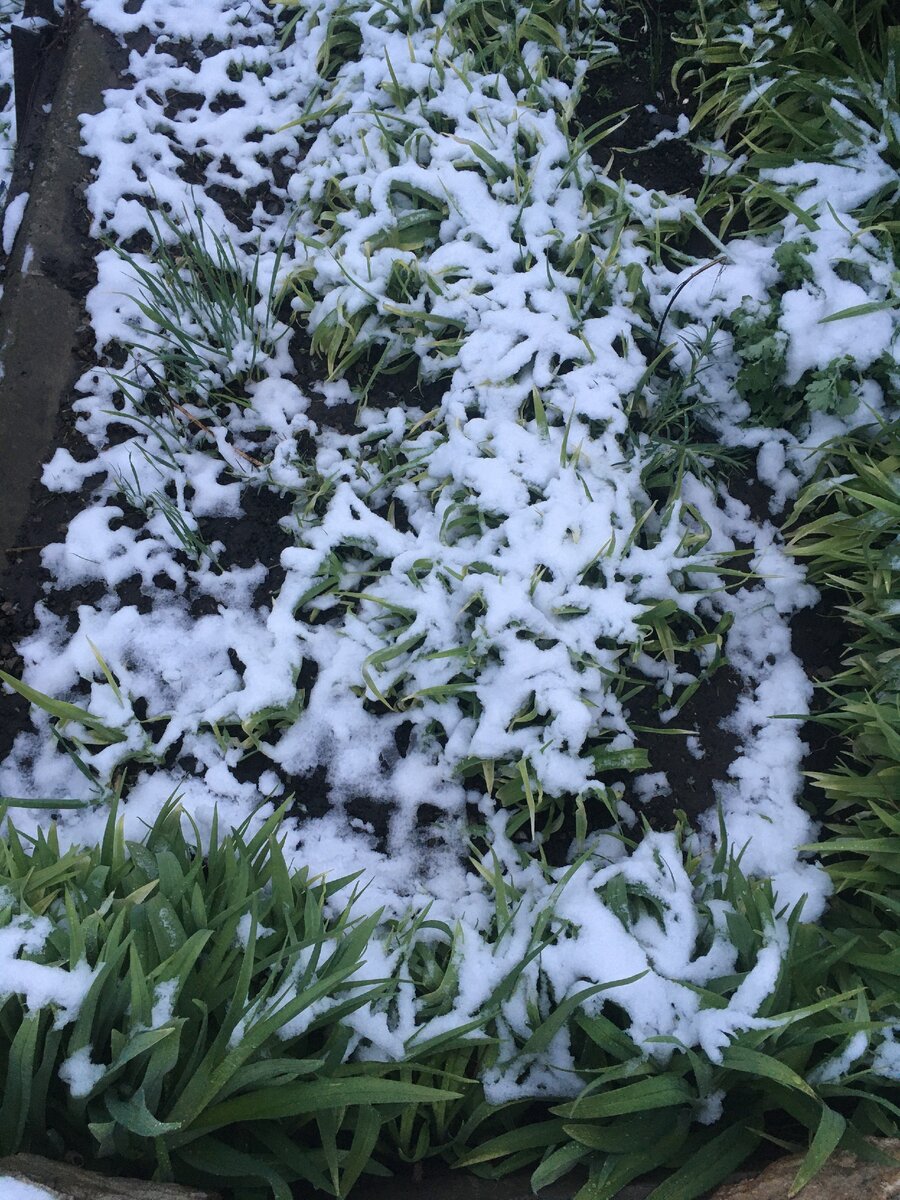 Фото настоящее. Снег выпал 15 апреля 2020 года. Так и переплелись прошлое -  зима с настоящим - весной