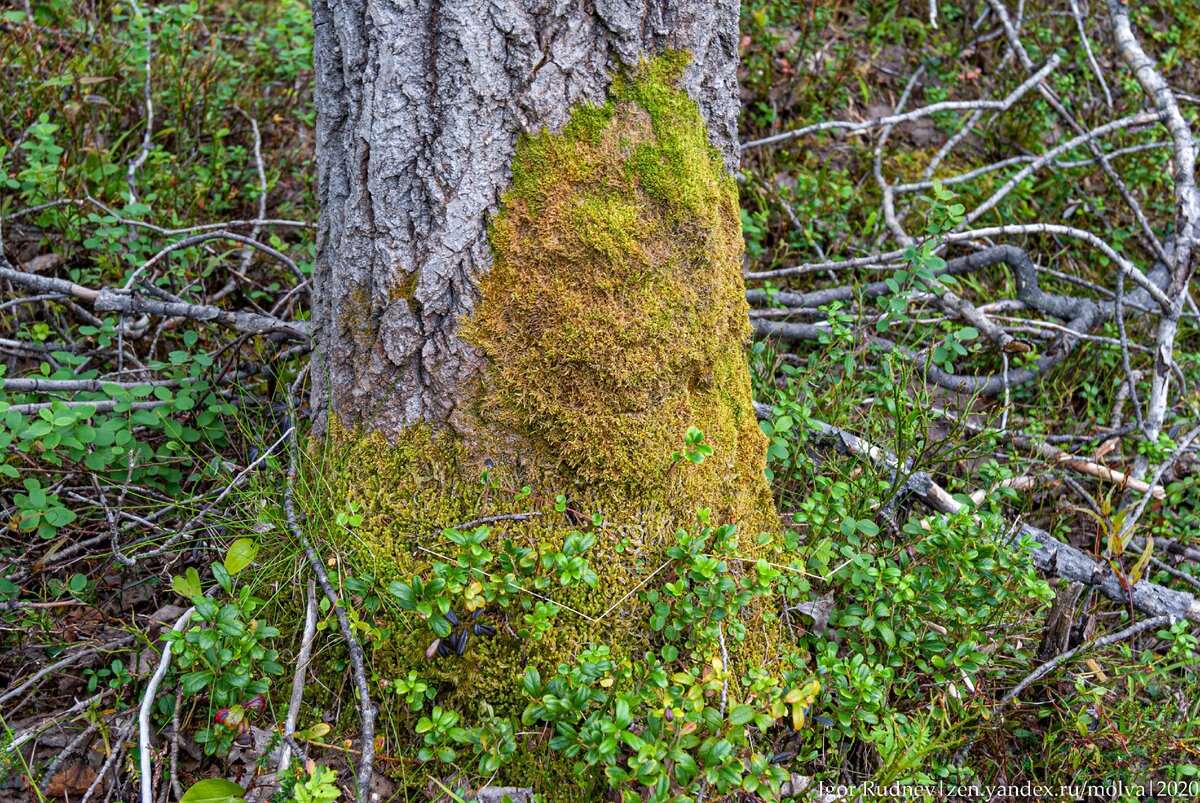 мхи и лишайники на деревьях. мох в лесу с какой стороны. ориентирование по мхов и лишайников. мох север юг. мох на дереве.