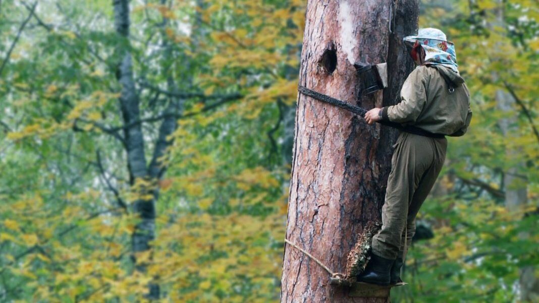 Фото взято из интернета.