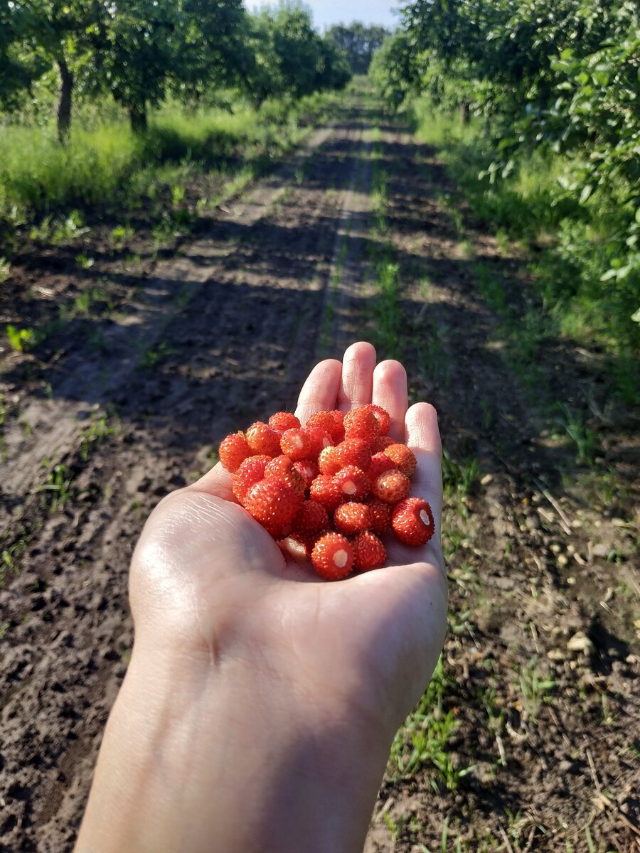 Сочная и ароматная земляника