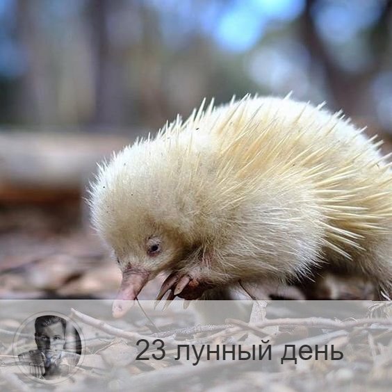 Подписывайтесь и ставьте 👍
23-ий лунный день с 22:05 10-ого по 22:47 11-ого. 🔆 Время разгула энергетических вампиров.
🐊 Символ дня – крокодил, химера, цербер.
🎂 Люди, рождённые в этот лунный день, не должны сомневаться в выборе своего пути, они всегда должны идти до конца. Если они духовно развитые, то это настоящие небесные защитники и монахи. Люди неразвивающиеся отличаются сильной хваткой, они умеют найти подход к любому и обольстить.
💍 Камни - раухтопаз, нефрит.
🌚 День обольщения, обмана, разгула энергетических вампиров, то есть людей со слабой энергетикой, которые вместо её наращивания здоровым образом жизни и духовными практиками, крадут у других. В 23-е лунный день наша энергетика ослабевает, и потребность вампиров в энергии возрастает, поэтому в течение дня вы не раз можете столкнуться с такого рода людьми. Будьте внимательны, старайтесь не поддаваться на эмоциональный шантаж.
✅ Рекомендуемые практики: защита себя и дома.
Сегодня надо практиковать покаяние и прощение, бороться со страхами и сомнениями, убеждать себя в правильности своего пути. Уверенность и настойчивость – лучшая защита от вампиров. Этот день также связан с очищением дома, внесением в дом священных предметов, талисманов. Дом можно почистить пламенем свечи или святой водой.
❌Запрещено: сомнение, стрижка волос и ногтей, хирургические операции.
В этот день нельзя ввести малоподвижный образ жизни, надо как можно больше двигаться. Все события, которые происходят, надо проверять на обольщения и не поддаваться на провокации. Особенно опасно месть. Нельзя переедать, гневаться и сомневаться в выборе своего пути.
⭕️Уязвимые органы: позвоночник
Рекомендуются упражнения для позвоночника, мануальная терапия. В этот день полезно проводить очистительные и оздоровительные процедуры.
⚠️ Знак:
Появление фурункула или даже маленькой болячки говорит о том, что вы подверглись нападению энергетического вампира.
💤 Сны следует трактовать наоборот.

—————
🔭 Узнай своё будущее → numeromagic.ru/uslugi