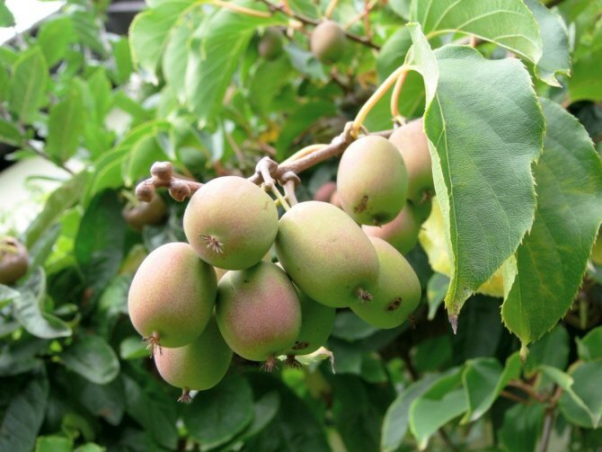  Актинидия отличается высоким содержанием витаминов. В её ягодах содержится 0,9–1,4% аскорбиновой кислоты (большее количество только в шиповнике), 4,2–9,8% сахара, 0,8–2,55% органических кислот, а также пектины, красящие и дубильные вещества.