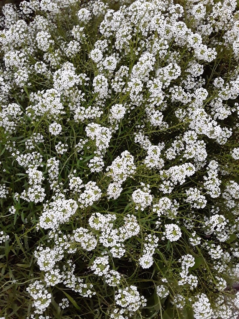 Алиссум в средней полосе - один из лидеров по неприхотливости. Первое июньское цветение