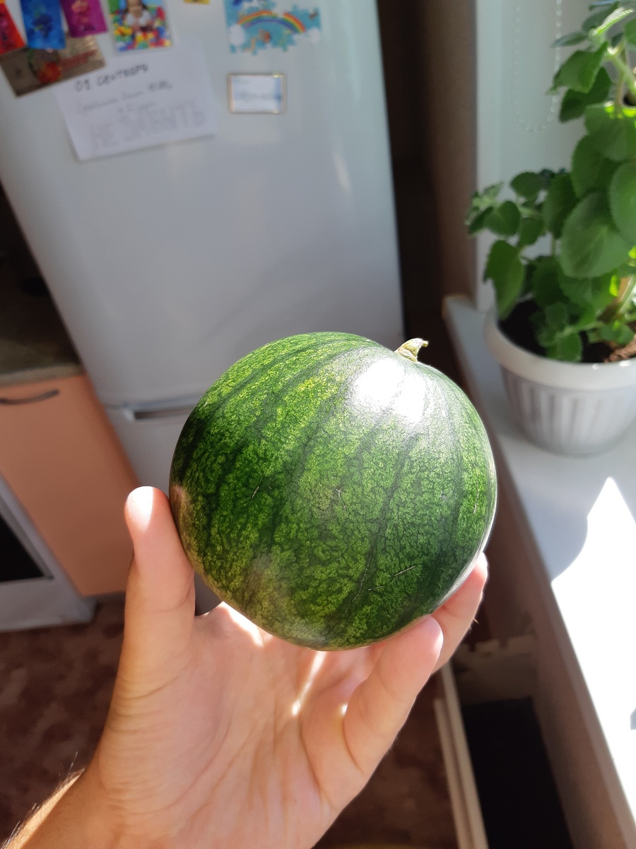 Гиганский крыжовник