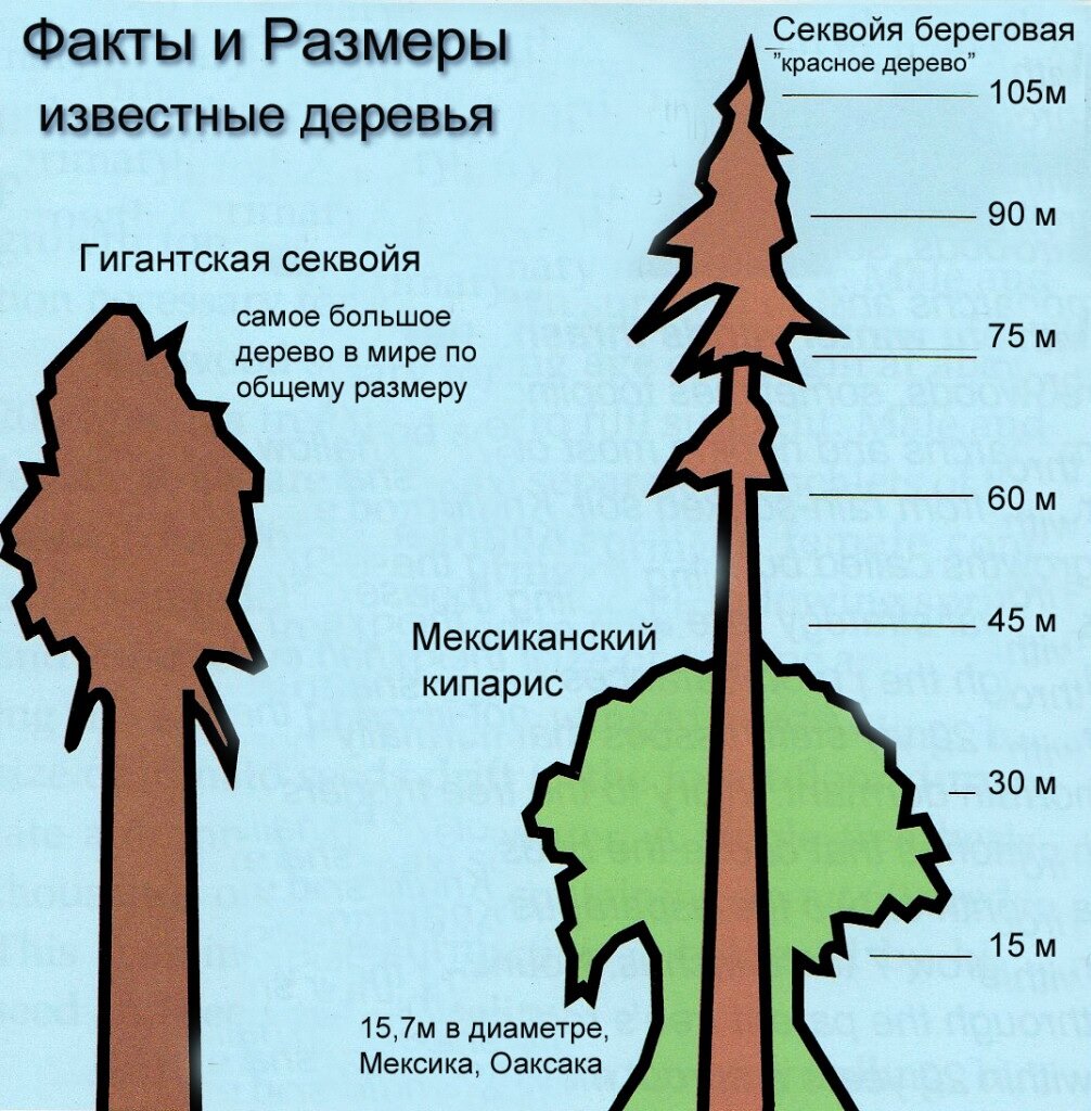 Ширин дерева. Секвойя дерево сравнение с другими деревьями. Самые высокие деревья сравнение. Высота дерева. Деревья по высоте.