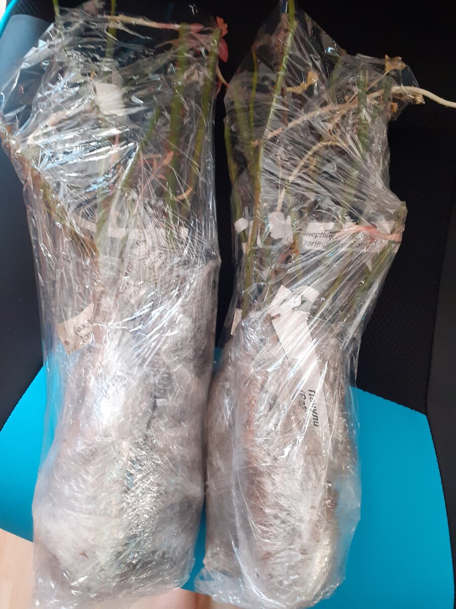 Упакованные саженцы роз