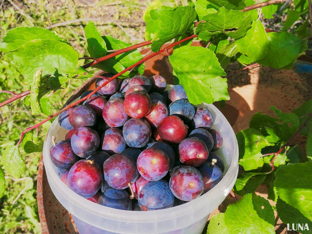 Слива удалась, собрала несколько таких ведерок
