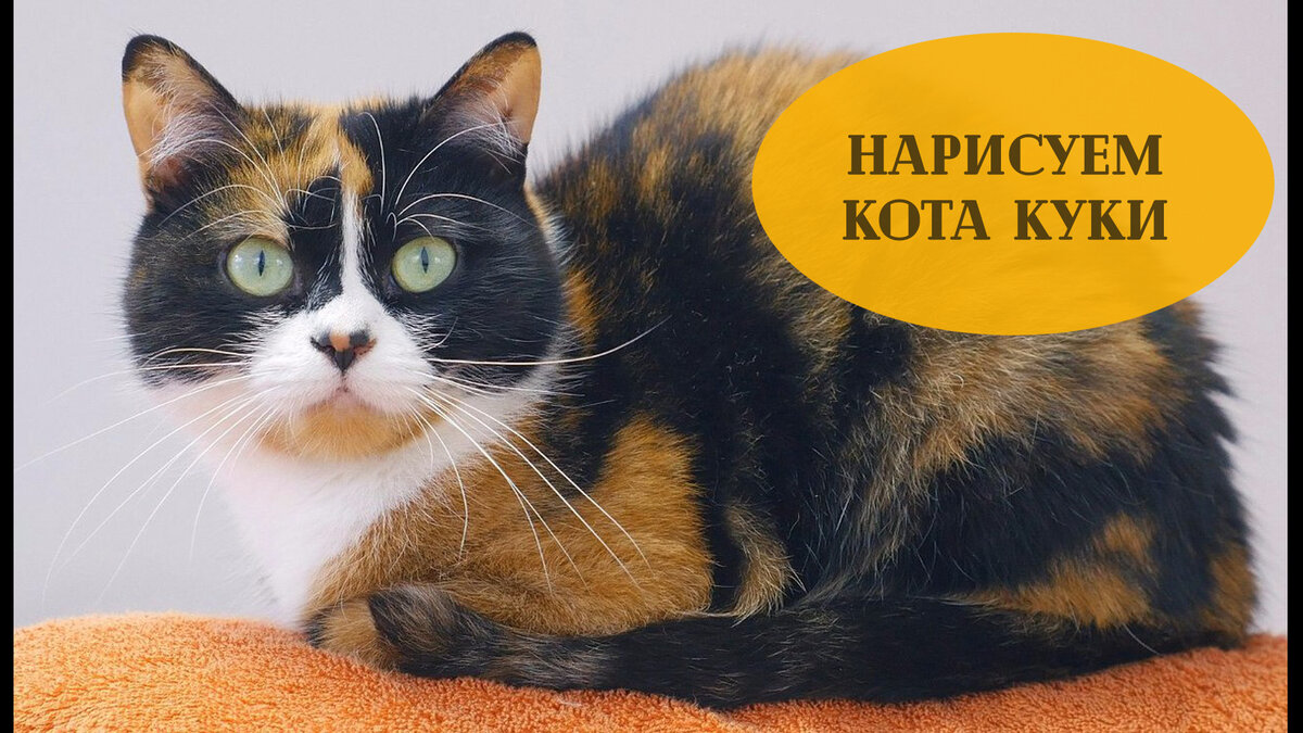 Рисуем кота Куки