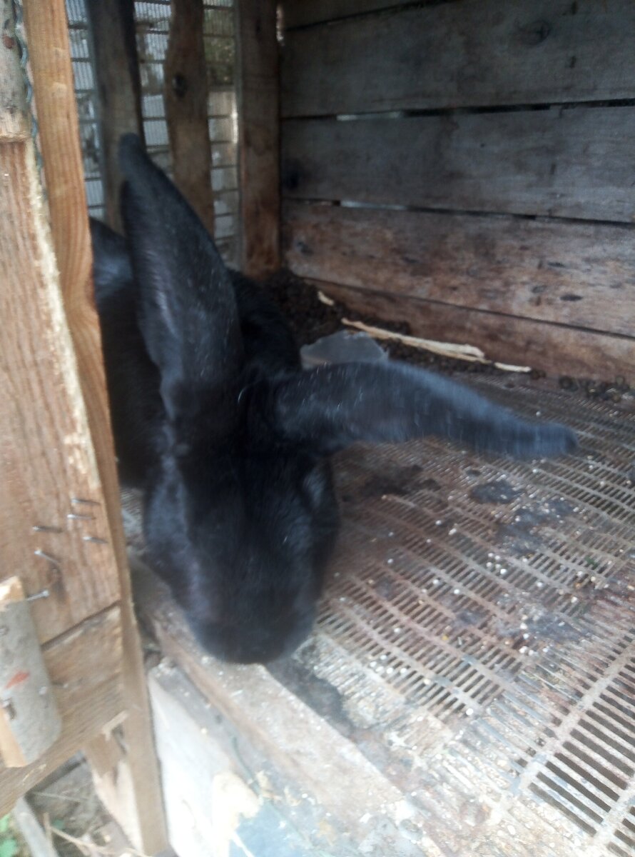 Русик)