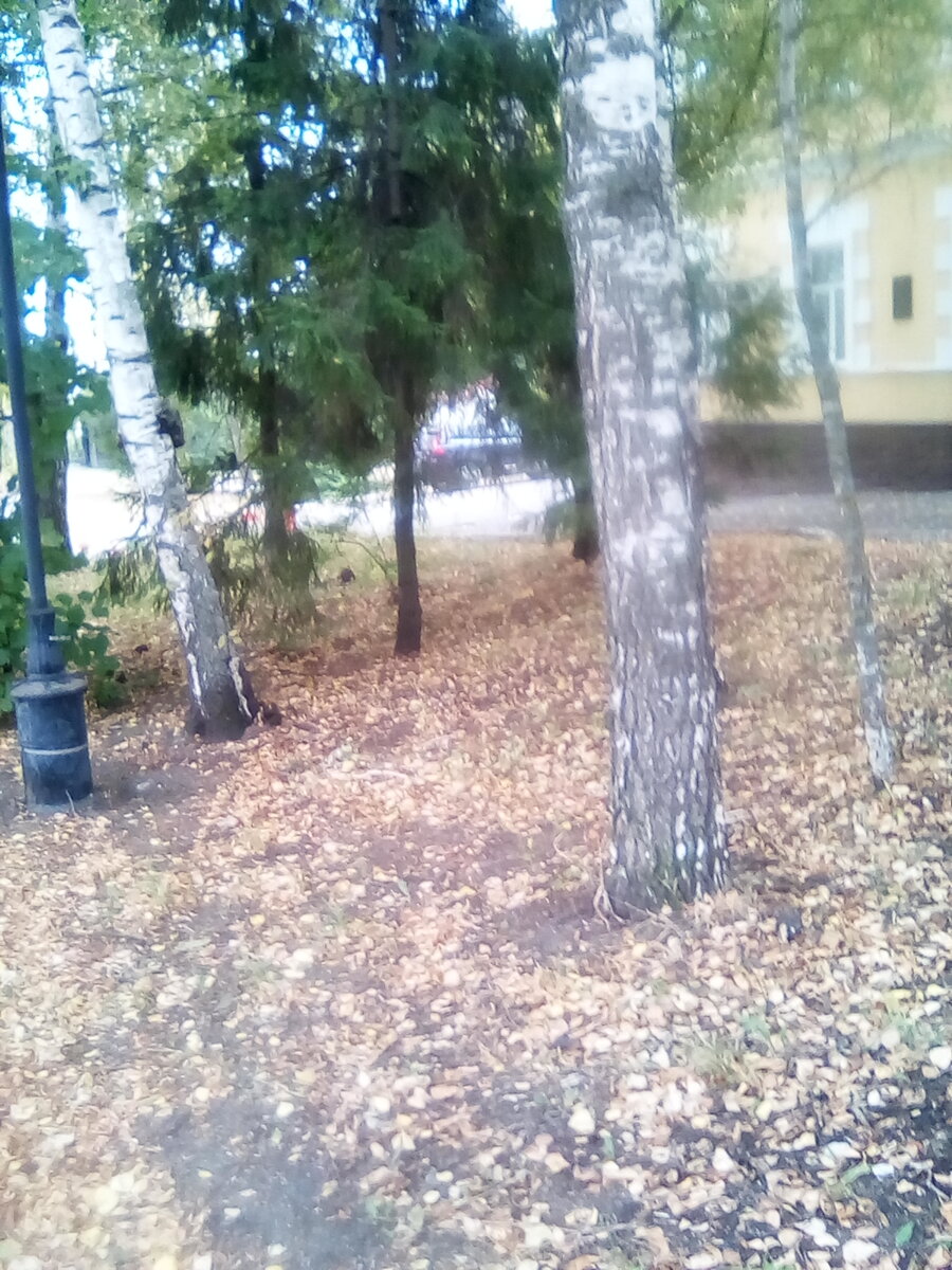Кусочек осени в моем городе, фото автора