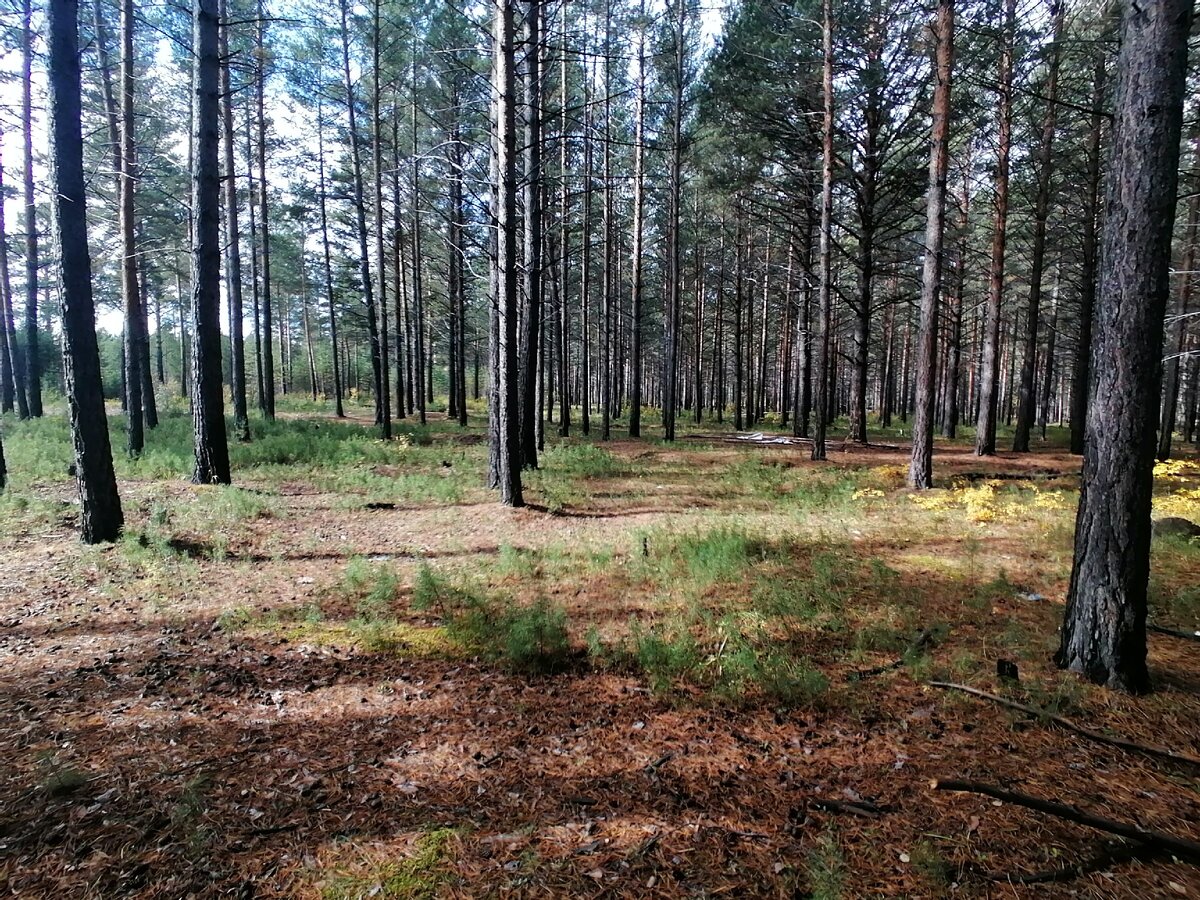 Лес, где мы сегодня собирали грибы.  Тут растут: маслята, опята, сухие грузди и рыжики.