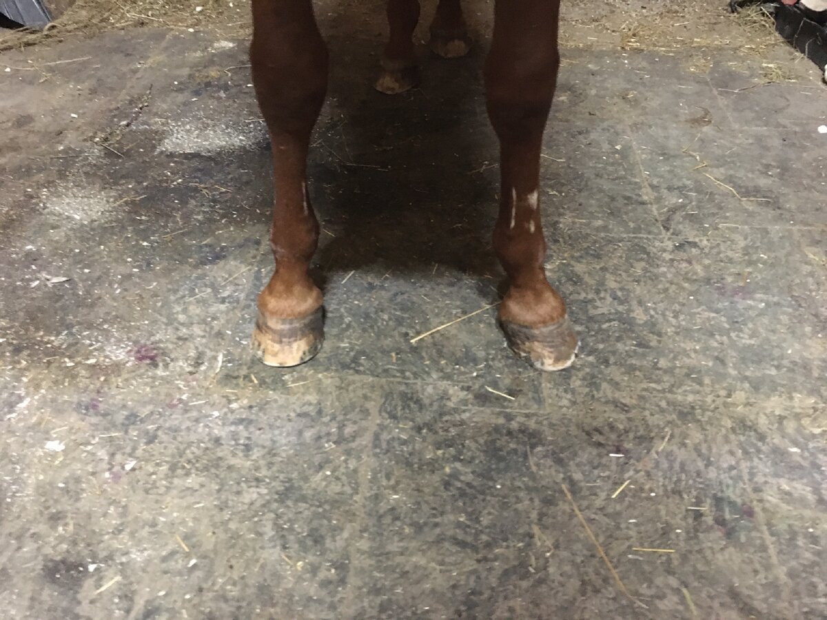 Из личного архива. Обратите внимание на отломанные куски копытного рога